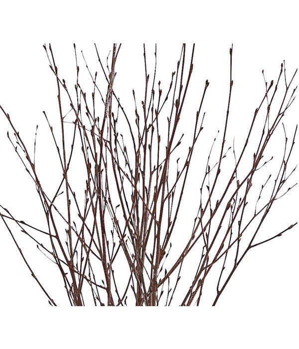 Birkenzweige-Bund, Ca. 70 Cm 4 Birkenzweige-Bund, Ca. 70 Cm – Bild 4