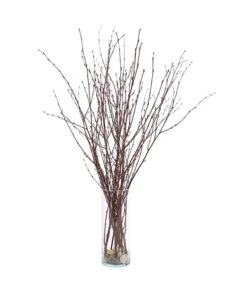 Birkenzweige-Bund, Ca. 70 Cm 6 Birkenzweige-Bund, Ca. 70 Cm -Gardena Store 8148819 PR FS 002 BirkenzweigeNaturKurzBundDehnerExpressHerzig