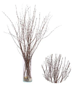 Birkenzweige-Bund, Ca. 70 Cm