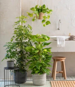 Dehner Seegras-Ampel Igmar -Gardena Store 820183 WE MO 001 ScheffleraAboricolaT21