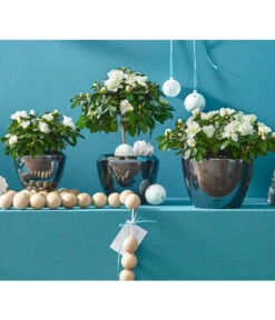 Zimmerazalee - Rhododendron Simsii, Busch -Gardena Store 8205148 8205171 8205379 82005148 PR MO 020 AzaleenAzaleaT12UveSauer