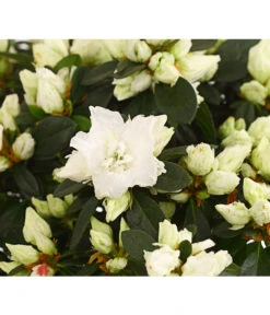Zimmerazalee - Rhododendron Simsii, Busch -Gardena Store 8205379 WE DE 001 AzaleeAzaleaBuschT14DehnerExpressHerzigOW