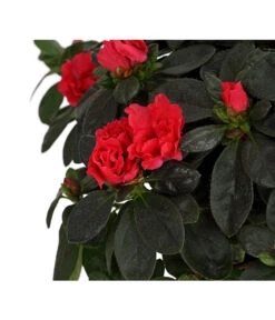 Zimmerazalee - Rhododendron Simsii, Busch -Gardena Store 8205379 WE DE 003 AzaleeAzaleaBuschMixT14DehnerExpressHerzigOW