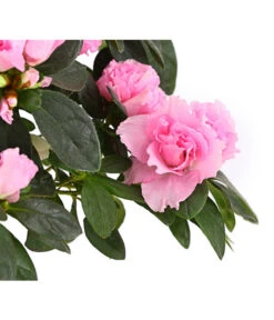 Zimmerazalee - Rhododendron Simsii, Busch -Gardena Store 8205379 WE DE 004 AzaleeAzaleaBuschMixT14DehnerExpressHerzigOW