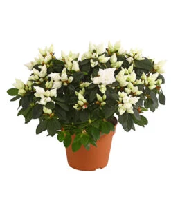 Zimmerazalee - Rhododendron Simsii, Busch -Gardena Store 8205379 WE FS 001 AzaleeAzaleaBuschT14DehnerExpressHerzigOW