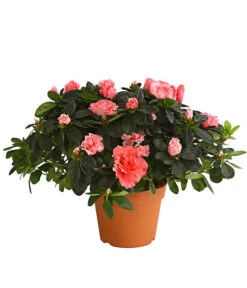 Zimmerazalee - Rhododendron Simsii, Busch -Gardena Store 8205379 we FS 002 AzaleeAzaleaBuschMixT14DehnerExpressHerzigOW