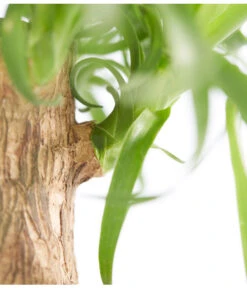 Elefantenfuß - Beaucarnea Recurvata -Gardena Store 8207961 PR DE 001 BeaucarneaRecurvataElefantenfussDehnerExpressZS 1