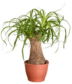 Elefantenfuß - Beaucarnea Recurvata