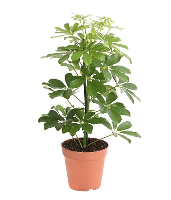 Strahlenaralie - Schefflera Arboricola 'Nora' 1 Strahlenaralie - Schefflera Arboricola 'Nora'