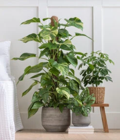 Strahlenaralie - Schefflera Arboricola 'Nora' 6 Strahlenaralie - Schefflera Arboricola 'Nora' -Gardena Store 8209355 WE MO 001 StrahlenaralieNora