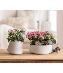 Bouvardie - Bouvardia -Gardena Store 8209389 6915565 WE MO 001 TopfSchaleCassianTaupe