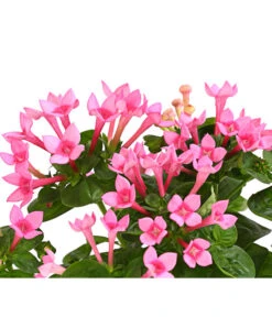 Bouvardie - Bouvardia -Gardena Store 8209389 WE DE 001 BouvardieBourvardiaHybrideT12DehnerExpressHerzig