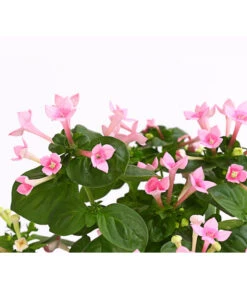 Bouvardie - Bouvardia -Gardena Store 8209389 WE DE 002 BouvardieBourvardiaHybrideT12DehnerExpressHerzig