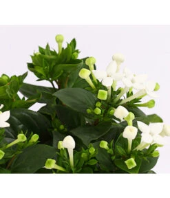 Bouvardie - Bouvardia -Gardena Store 8209389 WE DE 003 BouvardieBourvardiaHybrideT12DehnerExpressHerzig