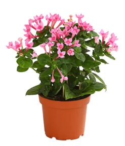 Bouvardie - Bouvardia