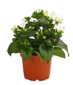 Bouvardie - Bouvardia -Gardena Store 8209389 WE FS 003 BouvardieBourvardiaHybrideT12DehnerExpressHerzig