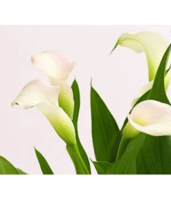 Zimmercalla - Zantedeschia Albomaculata, Verschiedene Sorten -Gardena Store 8210734 WE DE 001 CallaOWDehnerExpressHerzig