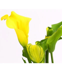 Zimmercalla - Zantedeschia Albomaculata, Verschiedene Sorten -Gardena Store 8210734 WE DE 001 ZantedeschiaHybrideT12OWDehnerExpressHerzig