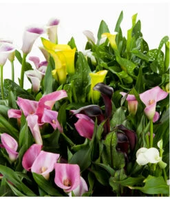 Zimmercalla - Zantedeschia Albomaculata, Verschiedene Sorten -Gardena Store 8210734 WE DE 002 ZantedeschiaHybrideMixEvaWunderlich