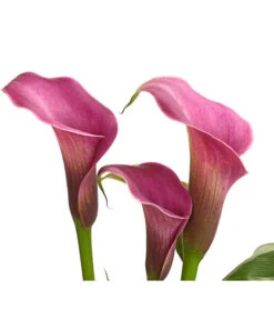 Zimmercalla - Zantedeschia Albomaculata, Verschiedene Sorten -Gardena Store 8210734 WE DE 002 ZantedeschiaHybrideT12owDehnerExpressHerzig