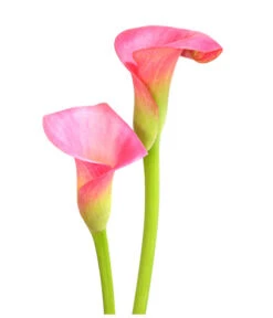 Zimmercalla - Zantedeschia Albomaculata, Verschiedene Sorten -Gardena Store 8210734 WE DE 003 ZantedeschiaHybrideT12OWDehnerExpressHerzig