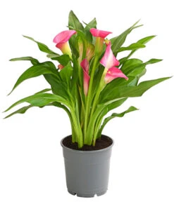 Zimmercalla - Zantedeschia Albomaculata, Verschiedene Sorten -Gardena Store 8210734 WE FS 003 ZantedeschiaHybrideT12OWDehnerExpressHerzig