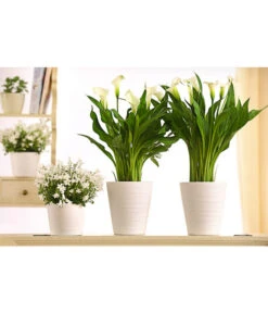 Zimmercalla - Zantedeschia Albomaculata, Verschiedene Sorten -Gardena Store 8210734 WE MO 001 CallaDehnerExpressHerzig