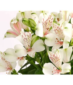 Inkalilie, Verschiedene Sorten -Gardena Store 8211872 WE DE 001 AlstromeriaMixT23DehnerExpressHerzig