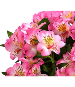 Inkalilie, Verschiedene Sorten -Gardena Store 8211872 WE DE 003 AlstromeriaMixT23DehnerExpressHerzig