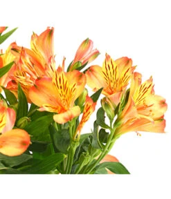 Inkalilie, Verschiedene Sorten -Gardena Store 8211872 WE DE 004 AlstromeriaMixT23DehnerExpressHerzig