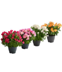 Inkalilie, Verschiedene Sorten