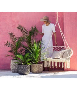 XXL Kanarische Dattelpalme, Ca. 140-160 Cm -Gardena Store 8216277 WE MO 001 DracaenaIndivisiaT20