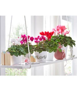 XXL Alpenveilchen -Gardena Store 8217663 8217481 8217770 8619488 WE MO 001 AlpenveilchenCyclamenStandardT12UveSauer