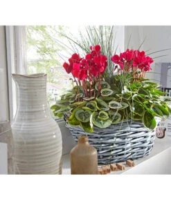 XXL Alpenveilchen -Gardena Store 8217770 PR MO 001 CyclamenkorbUveSauer
