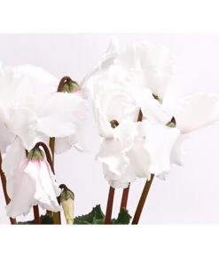 XXL Alpenveilchen -Gardena Store 8217770 WE DE 001 AlpenveilchenCyclamenXXLPremiumT17DehnerExpressHerzig