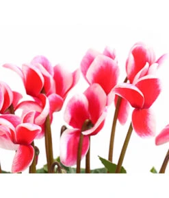 XXL Alpenveilchen -Gardena Store 8217770 WE DE 002 AlpenveilchenCyclamenXXLPremiumT17DehnerExpressHerzig