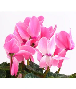 XXL Alpenveilchen -Gardena Store 8217770 WE DE 003 AlpenveilchenCyclamenXXLPremiumT17DehnerExpressHerzig