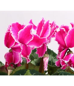 XXL Alpenveilchen -Gardena Store 8217770 WE DE 004 AlpenveilchenCyclamenXXLPremiumT17DehnerExpressHerzig