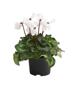 XXL Alpenveilchen -Gardena Store 8217770 WE FS 001 AlpenveilchenCyclamenXXLPremiumT17DehnerExpressHerzig