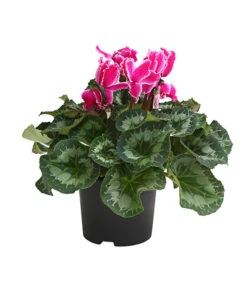 XXL Alpenveilchen -Gardena Store 8217770 WE FS 004 AlpenveilchenCyclamenXXLPremiumT17DehnerExpressHerzig