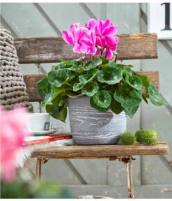 XXL Alpenveilchen -Gardena Store 8217770 WE MO 001 AlpenveilchenCyclamenXXLT17OutdoorUveSauer