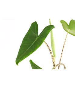 Pfeilblatt - Alocasia Zebrina -Gardena Store 8223521 PR DE 001 AlocasiaZebrinaT15DehnerExpressHerzig