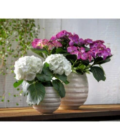 Hortensie - Hydrangea Macrophylla 'Tiffany' 8 Hortensie - Hydrangea Macrophylla 'Tiffany' -Gardena Store 8236648 WE MO 013 8233744 HydrangeamacrophyllaHortensieTiffanyHortensieMidi