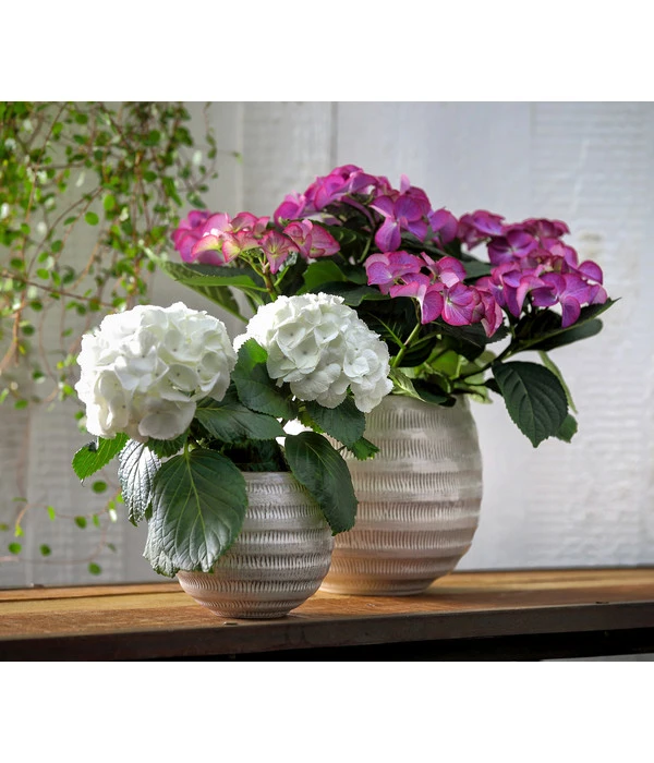 Hortensie - Hydrangea Macrophylla 'Tiffany' 4 Hortensie - Hydrangea Macrophylla 'Tiffany' – Bild 4