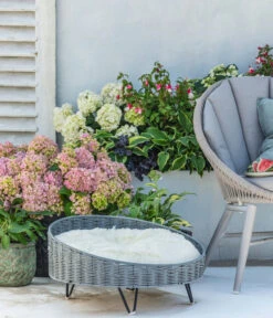 Fuchsie, Stehend, Verschiedene Farben -Gardena Store 8236713 WE MO 001 Hortensie