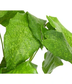 Korbmarante - Calathea Mosaica -Gardena Store 8242844 PR DE 001 CalatheaMosaicaT14DehnerExpressHerzig