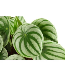 Wassermelonen-Peperomie - Peperomia Argyreia -Gardena Store 8243487 PR DE 001 PeperomiaArgyreiaT12DehnerExpressHerzig