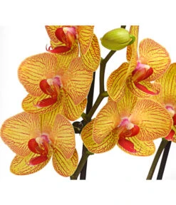 Schmetterlingsorchidee - Phalaenopsis Cultivars, Verschiedene Sorten -Gardena Store 8251530 PR DE 002 SchmetterlingsorchideePhalaenopsis2TrieberT12DehnerHerzig