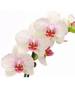 Schmetterlingsorchidee - Phalaenopsis Cultivars, Verschiedene Sorten -Gardena Store 8251530 PR DE 003 SchmetterlingsorchideePhalaenopsis2TrieberT12DehnerHerzig