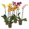 Schmetterlingsorchidee - Phalaenopsis Cultivars, Verschiedene Sorten